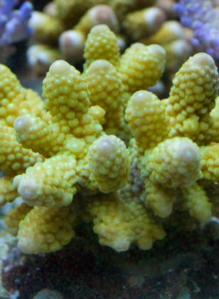 Tвердые кораллы SPS