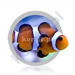Рыбы-клоуны (Clownfish)