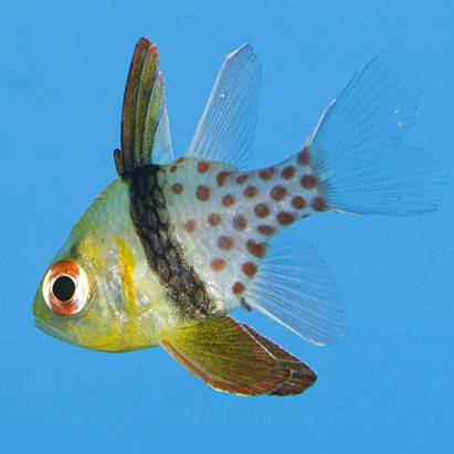 Sphaeramia nematoptera (Spotted Cardinalfish)