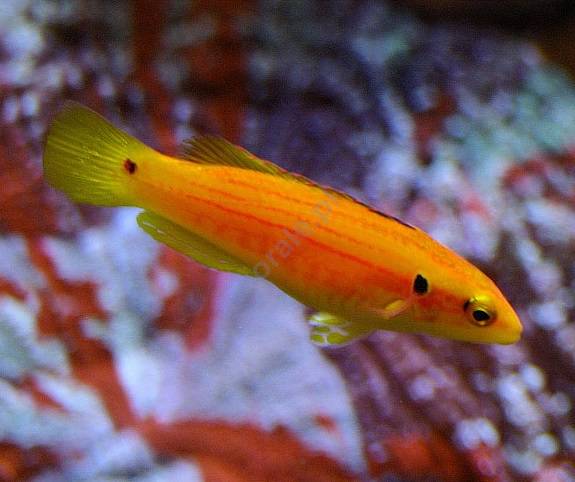 Bodianus bimaculatus (Yellow Candy Hogfish)