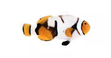 Premium Nebula Clownfish (Amphiprion percula)