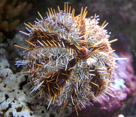 Tripneustes gratilla ( Hairy Pincushion Urchin) jeżowiec