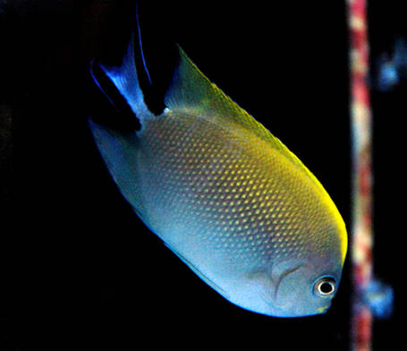 Genicanthus melanospilos (Spotbreast Angelfish )