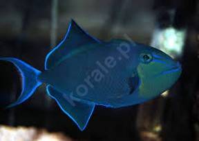 Odonus niger (Niger Triggerfish)