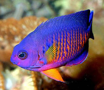 Centropyge bispinosa (Coral Beauty Angelfish)   