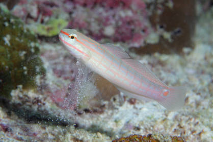 Ryba Amblygobius decussatus