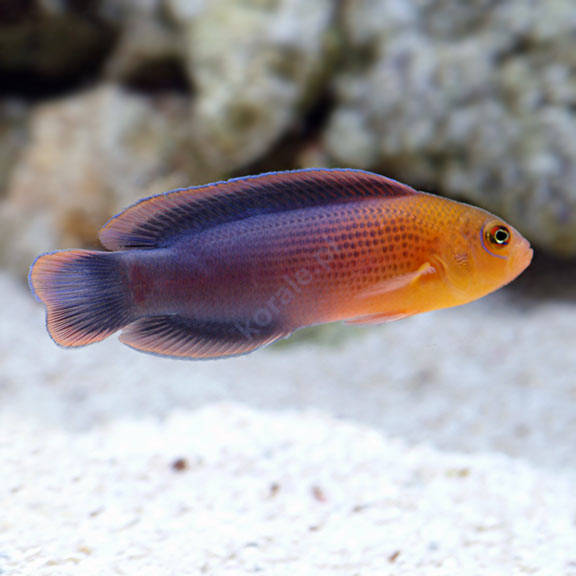 Pseudochromis dilectus
