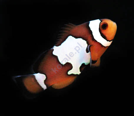 Amphiprion ocellaris (Ocellaris Clownfish) - snow flake