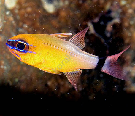 Ostorhinchus aureus (Ring-tailed cardinalfish)