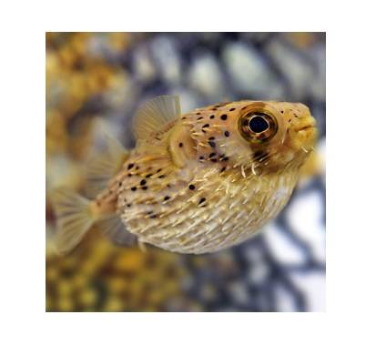 Diodon Holocanthus (Porcupine Puffer)