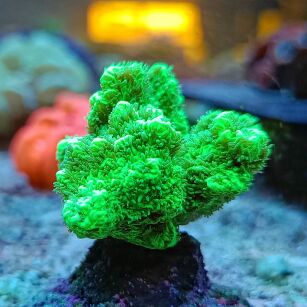 Hydnophora Neon Green 5.23