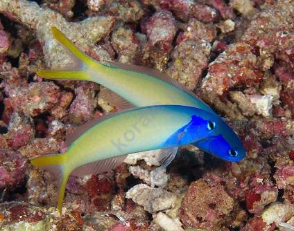 Hoplolatilus starcki (Blue Jaw Tilefish)