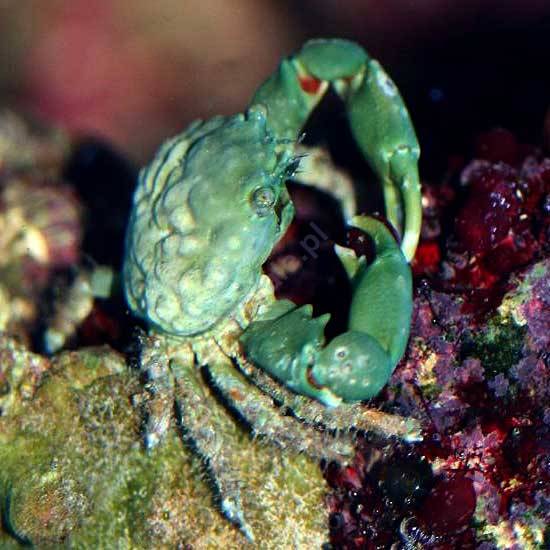Mithraculus sculptus - Mitrax (Emerald crab)