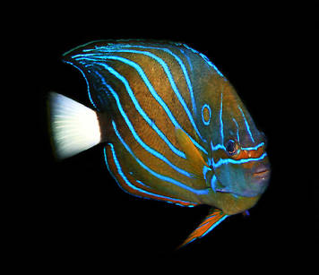 Ryba Pomacanthus annularis
