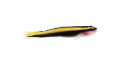Yellow Line Goby (Elacatinus figaro)