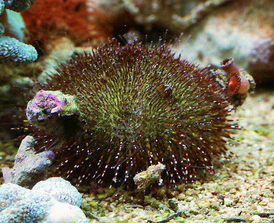Green sea urchin sp.