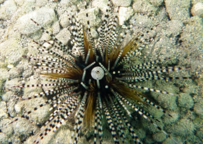 Echinotrix calamaris