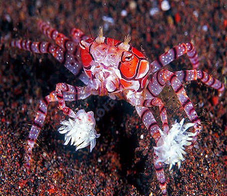 Pom Pom Crab (Lybia sp.)