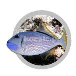 Xanthichthys auromarginatus (Blue Throat Triggerfish)