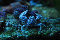 Neopetrolisthes ohshimai(Porcelain Anemone Crab)