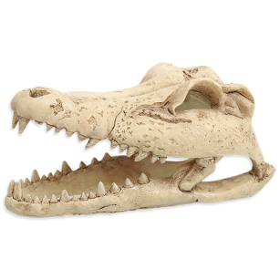 REPTI PLANET Dekoracja czaszka Krokodyla 13,8x6,8x6,5cm