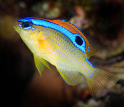 Ryba Chrysiptera Leucopoma