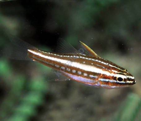 Apogon Margaritophorus (Copper Lined Cardinalfish)