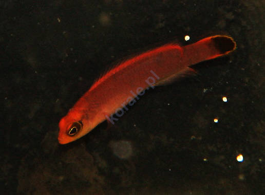 Pseudochromis elongatus (Red Elongated Dottyback)