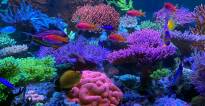 Korallen-Zucht T5 Great Barrier Turquoise 80W