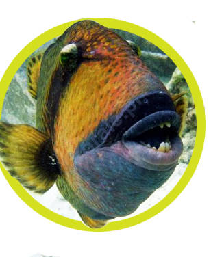 Rogatnice (Triggerfish)