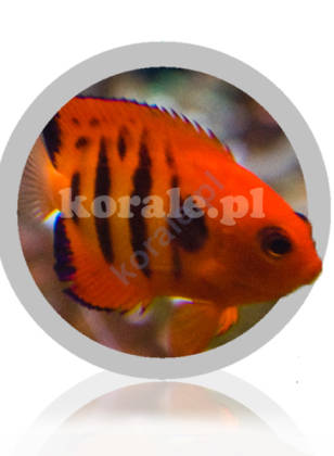 Centropygi ( Pygme Angelfish)