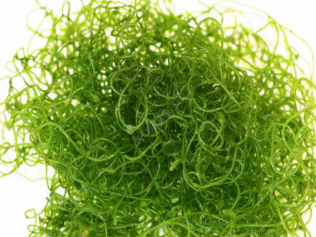 Chaetomorpha (Spaghetti Algae) - makroglon 1L