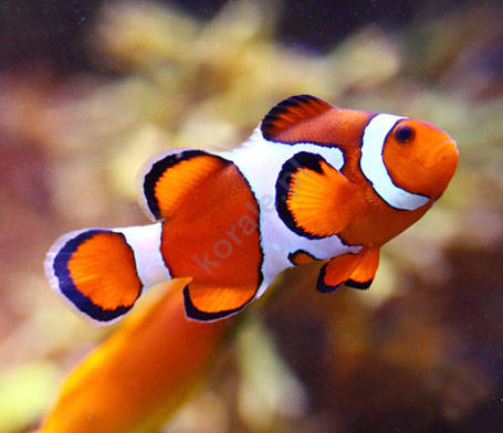 Amphiprion ocellaris (Ocellaris Clownfish) S