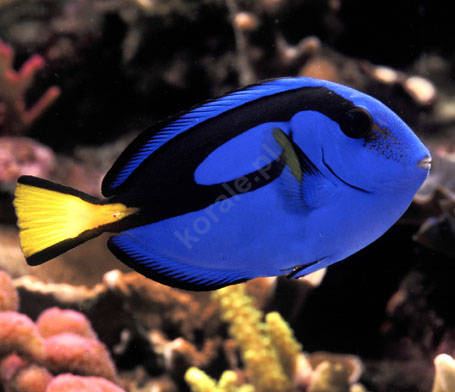 Paracanthurus hepatus (Blue Tang) S