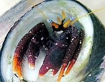 Calcinus gaimardii  (Hermit Crab)