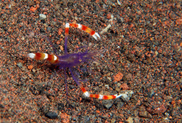 Stenopus tenuirostris (Blue Banded Coral Shrimp )
