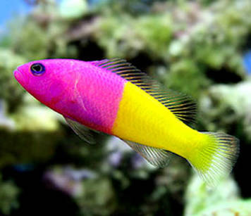 Pictichromis paccagnellae (Bicolor Dottyback)