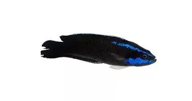 Springeri Dottyback (Pseudochromis springeri)