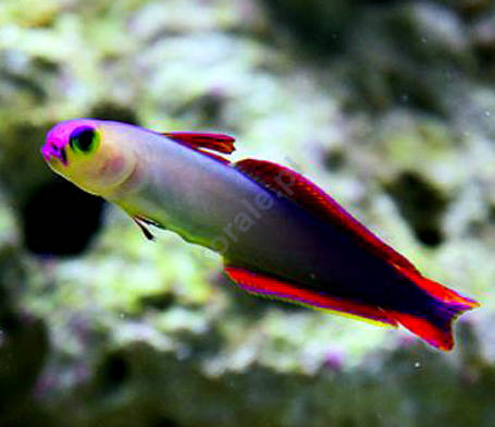Nemateleotris decora (Firefish, Purple)