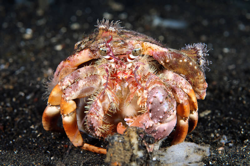 Hermit Crab with Anemone (Dardanus sp)