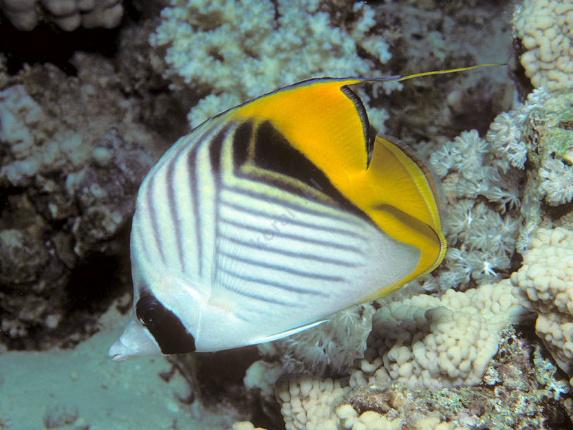 Chaetodon auriga (Auriga Butterflyfish) L