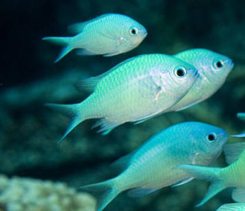 Chromis viridis (Blue Reef Chromis)   