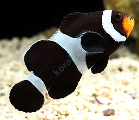 Amphiprion ocellaris (Black Ocellaris Clownfish)