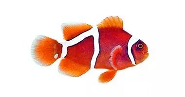 Gold Flake Maroon Clownfish (Premnas biaculeatus)