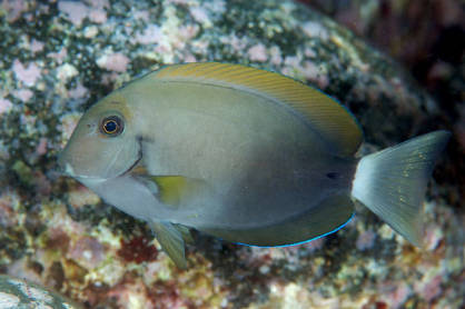 Acanthurus nigricauda (Epaulette Surgeonfish) M  