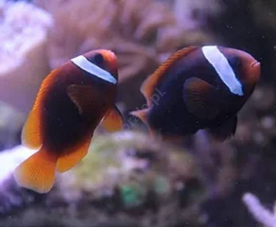Amphiprion frenatus (Tomato Clownfish) dobrana parka