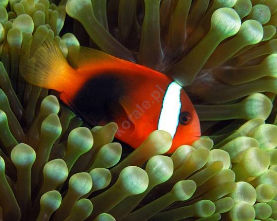 Amphiprion melanopus (Cinnamon Clownfish)