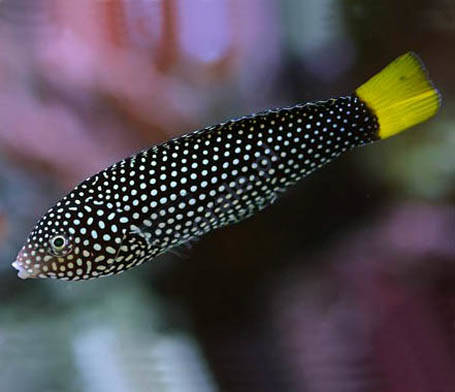 Anampses Meleagrides (Spotted Wrasse)