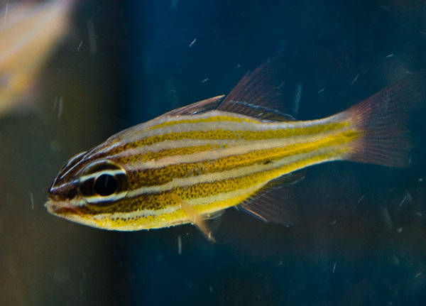 Apogon cyanosoma (Orange Lined Cardinalfish)