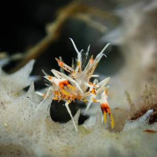 Phyllognathia ceratopthalma (bongo shrimp)